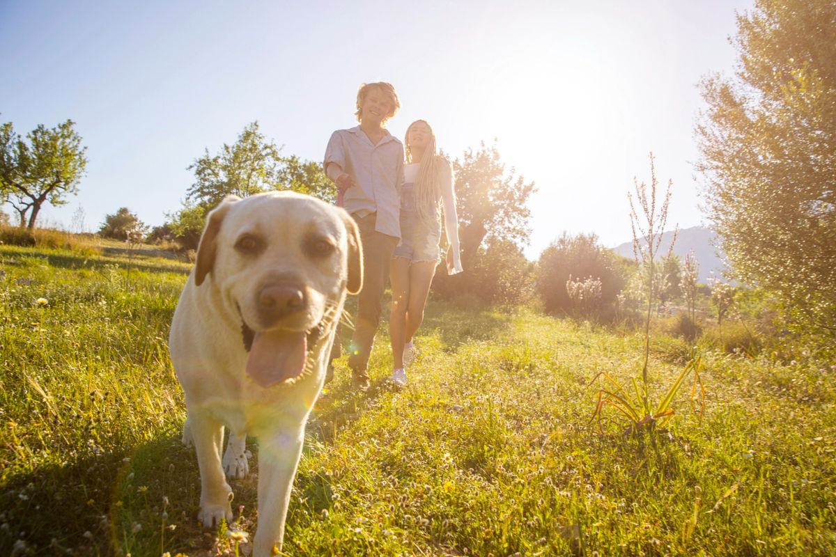 Dog and owners walking through a field on a sunny day