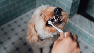 how to brush a dog’s teeth