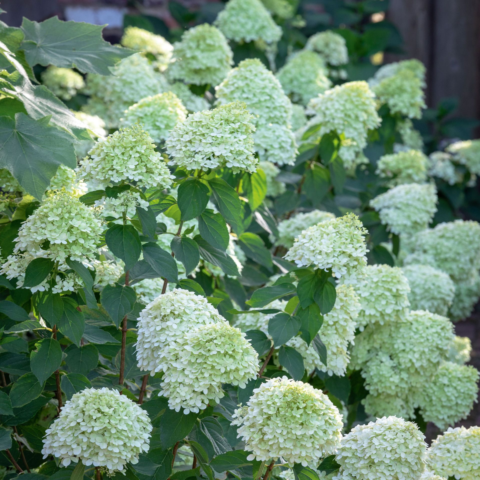 Shade garden plants - Sarah Raven's must-haves | Ideal Home