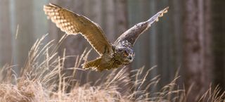 Eagle owl in flight