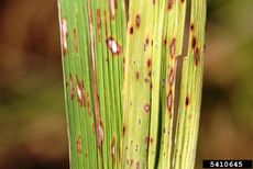 rice Cercospora