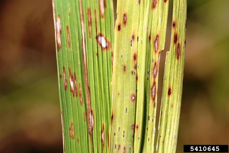 rice Cercospora