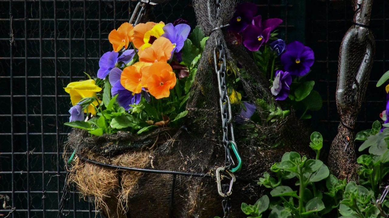 hanging shade plant