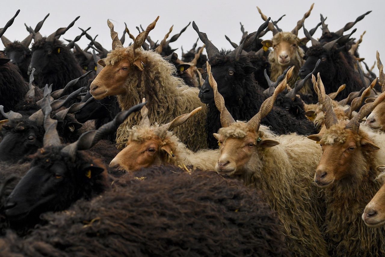 An ancient breed of Hungarian sheep.