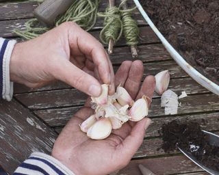 separating garlic cloves from bulb