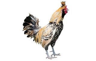 chicken breeds