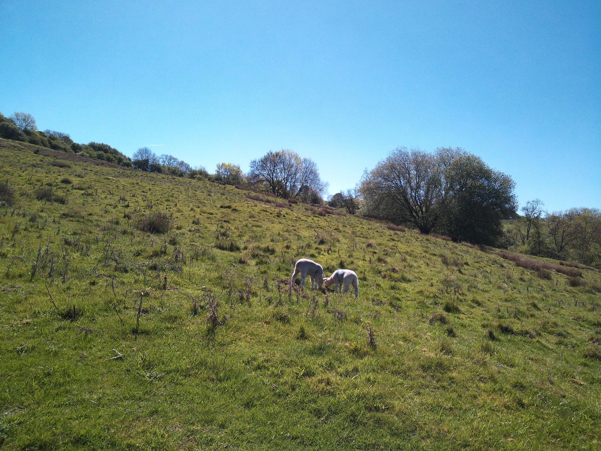 Sample image from Camp Snap CS-Pro digital compact camera showing lambs grazing on sloped field