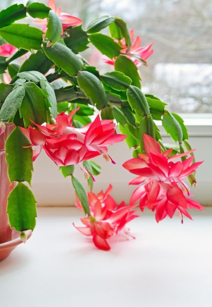 How to Fix the Red Leaves on Your Christmas Cactus | Livingetc