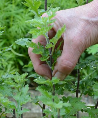 Pinching out the growing tips of a chrysanthemum