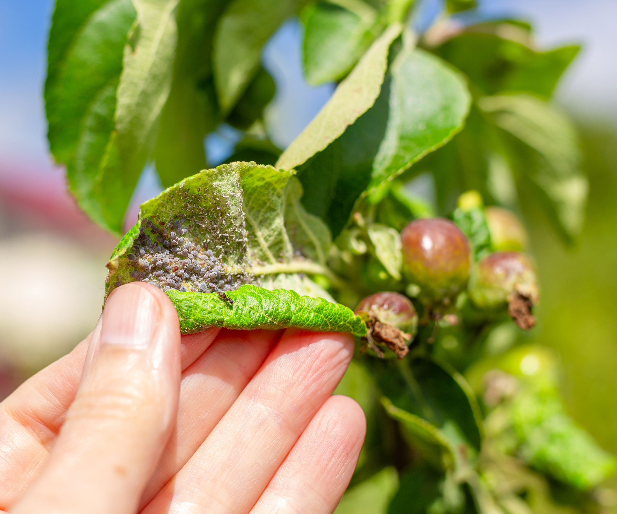 aphids and aphid damage on apple tree