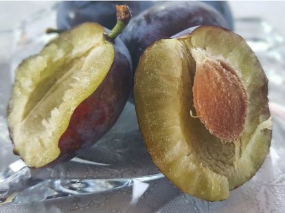 Cut Open Plum Showing Seed