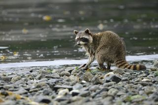 raccoon foraging along the shoreline