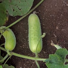 Two cucumbers on a vine