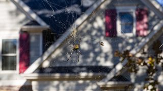 A joro spider hanging in a web in front of a suburban house