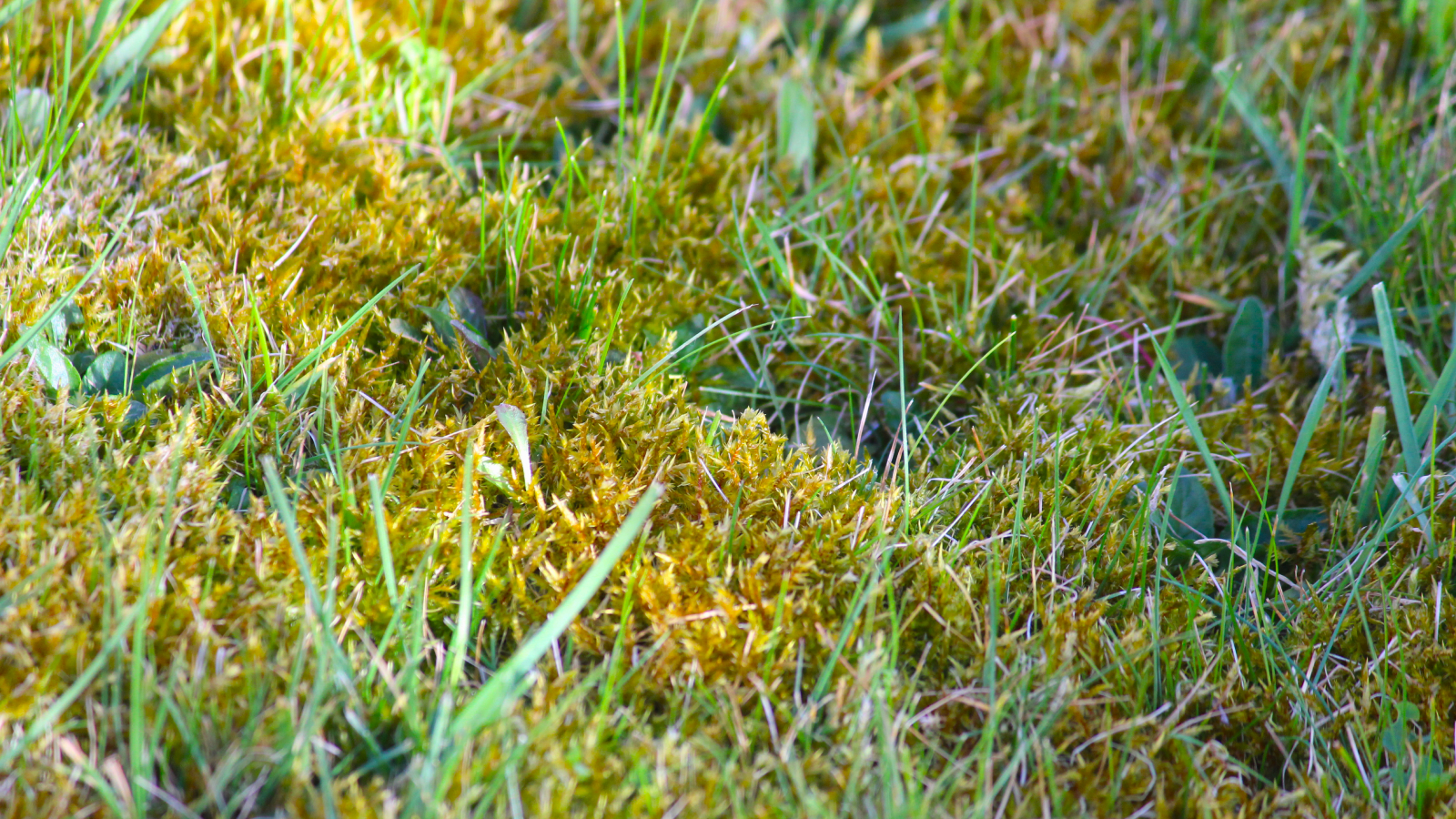 Moss growing in lawn