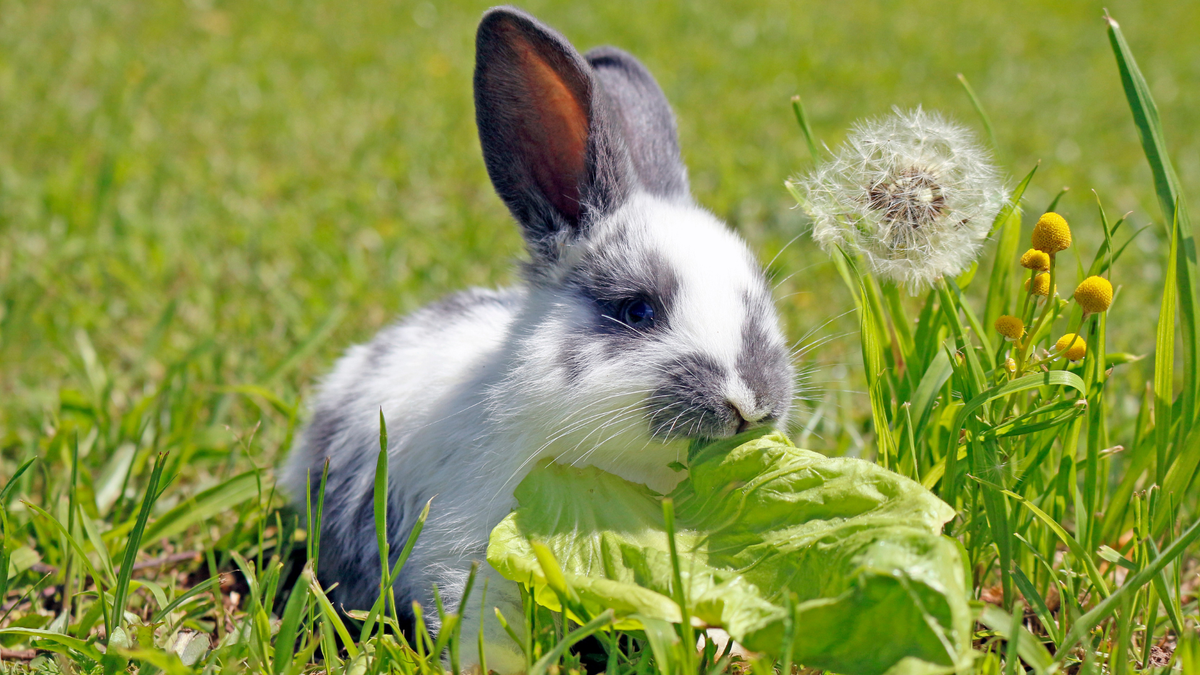 Rabbit eating lettuce in a grass field next to a dandelion