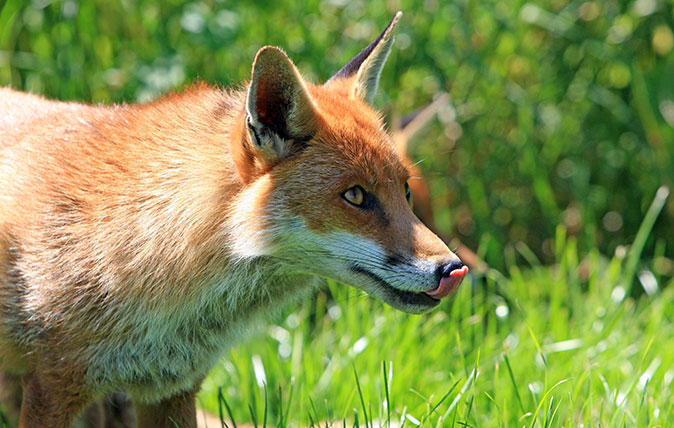 Fox licking his lips. Picture: pixabay.com via pexels.com