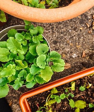 Three planters - one round and orange, one round and gray, and one brown and rectangular, with radish seedlings in them