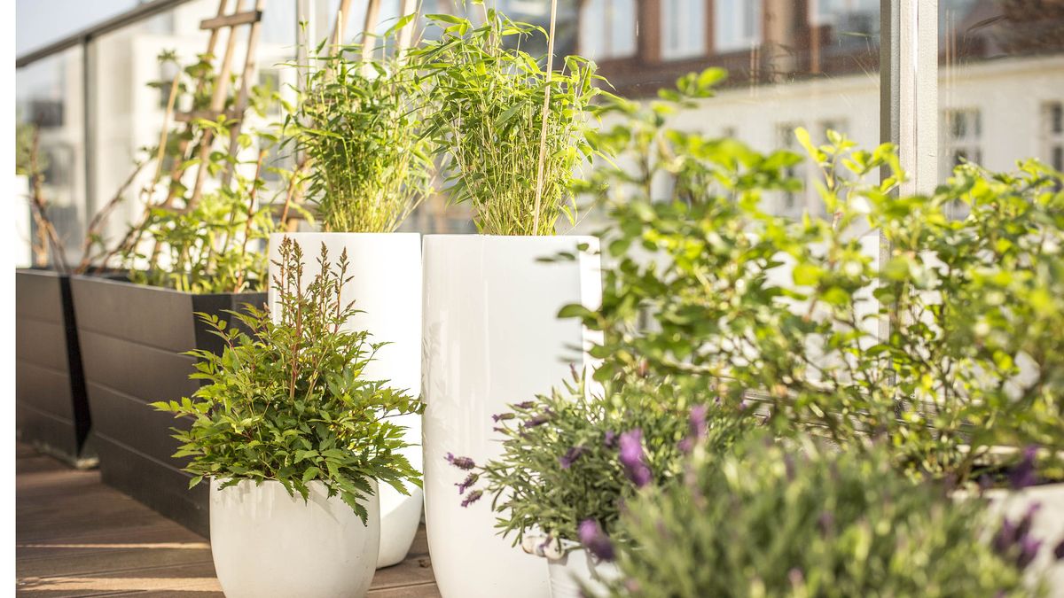 7 best plants to grow on a balcony