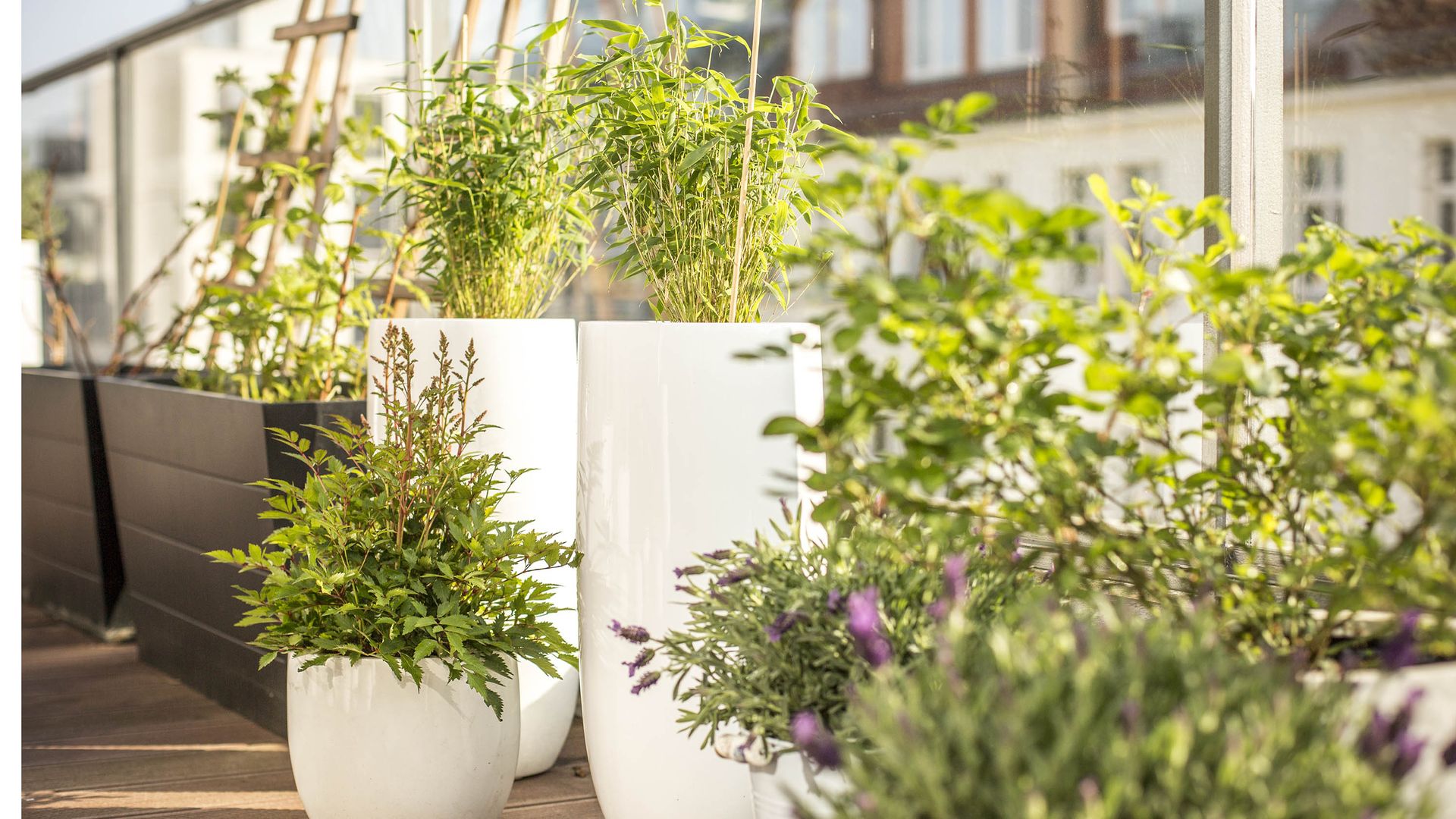 7 best plants to grow on a balcony Tom's Guide