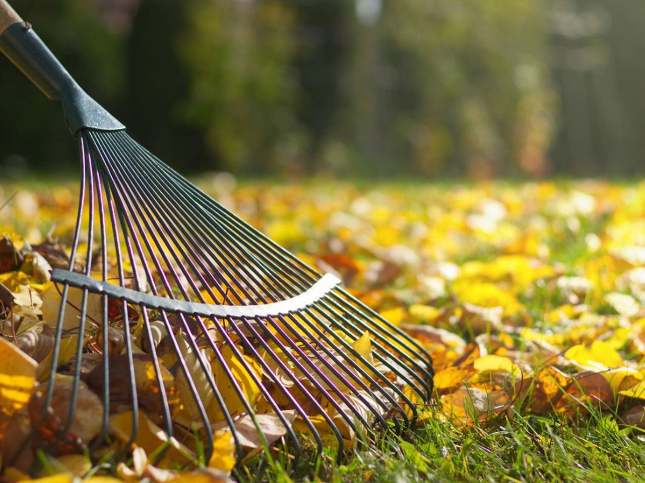 Rake Surrounded By Yellow Fallen Leaves On The Lawn