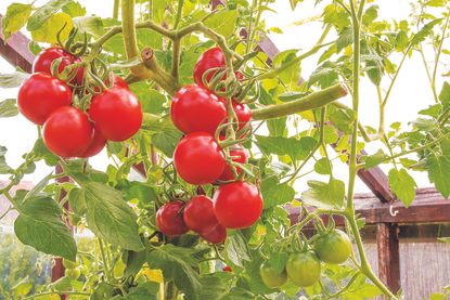 Why are my tomato leaves turning yellow – tomatoes