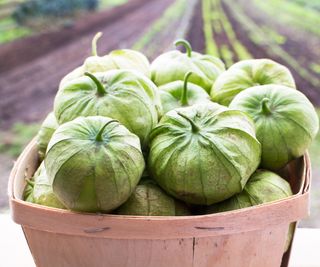 A harvest of tomatillos in a basket