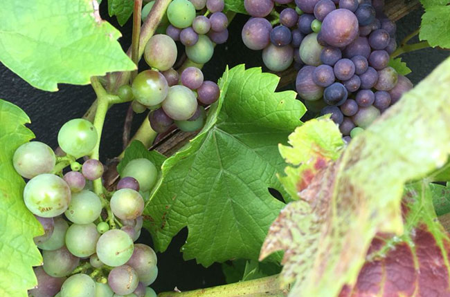 Kent, United Kingdom