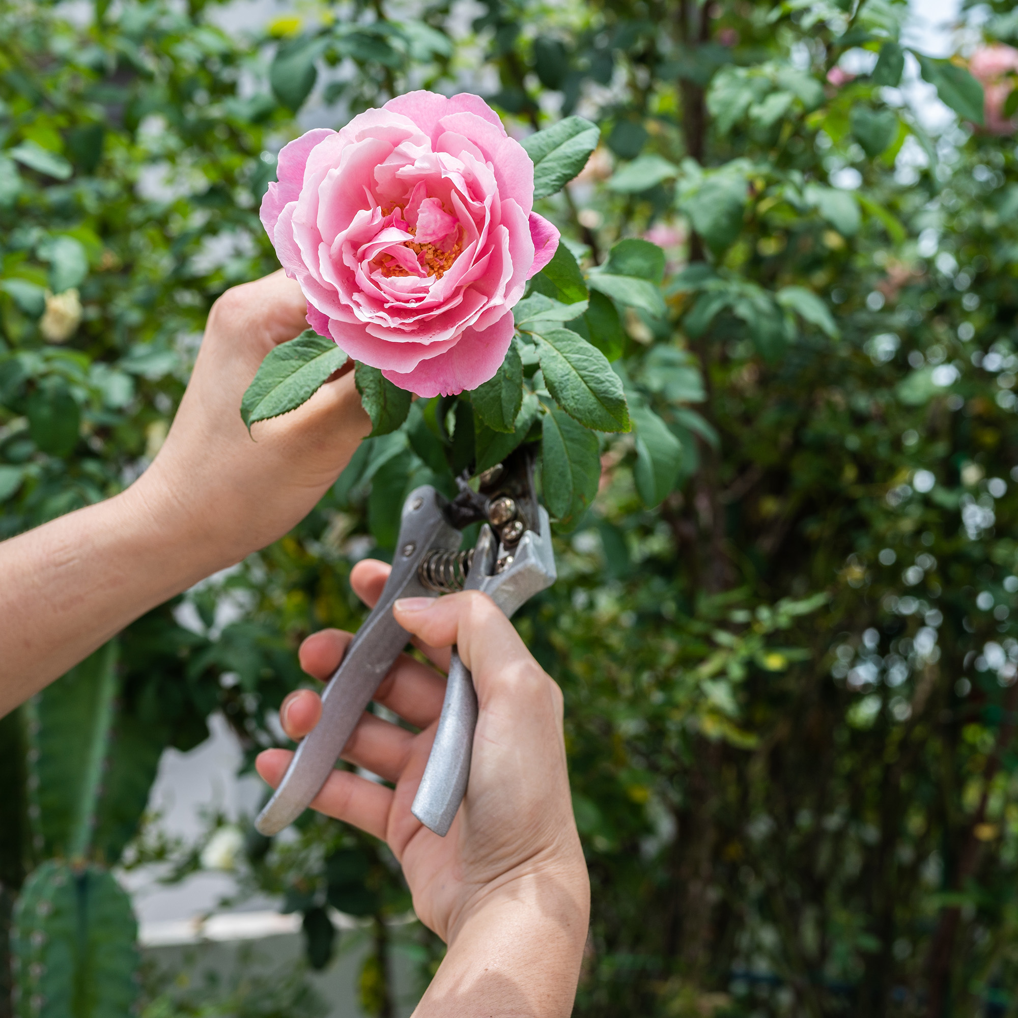 hand holding secateurs cutting a rose