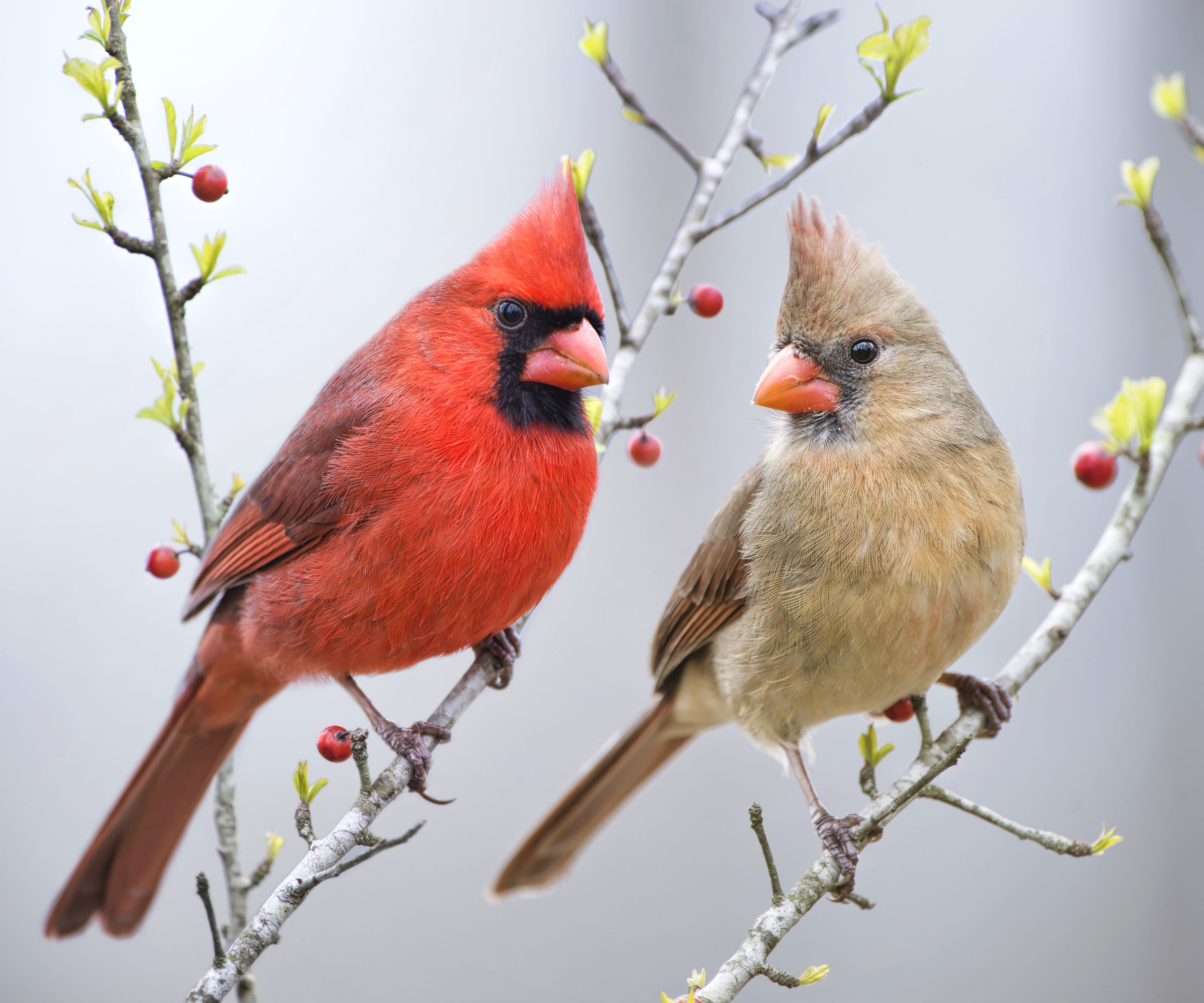 male and female cardinals sitting on berrying branches in winter