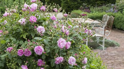 Rambling roses in a country garden