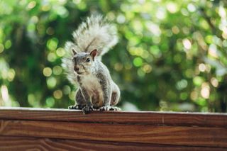 how to get rid of squirrels in garden on fence