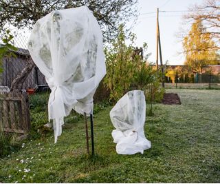 Tree fleece to protect from frost