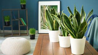 Three snake plants on a table