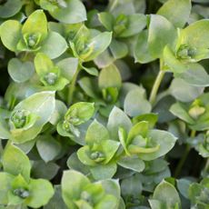 fresh chickweed growing in backyard