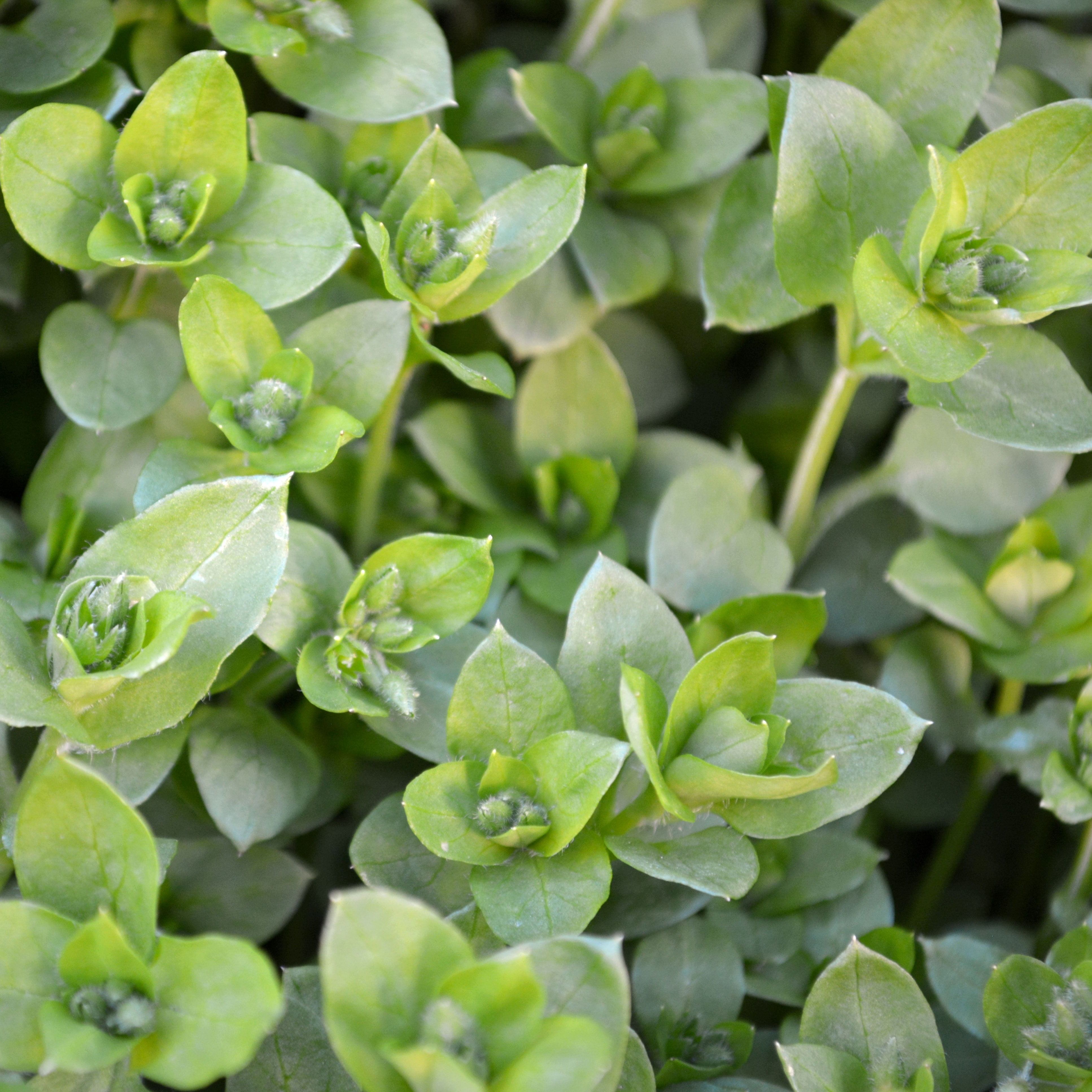 fresh chickweed growing in backyard
