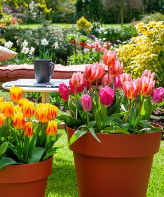 colorful tulips in pots