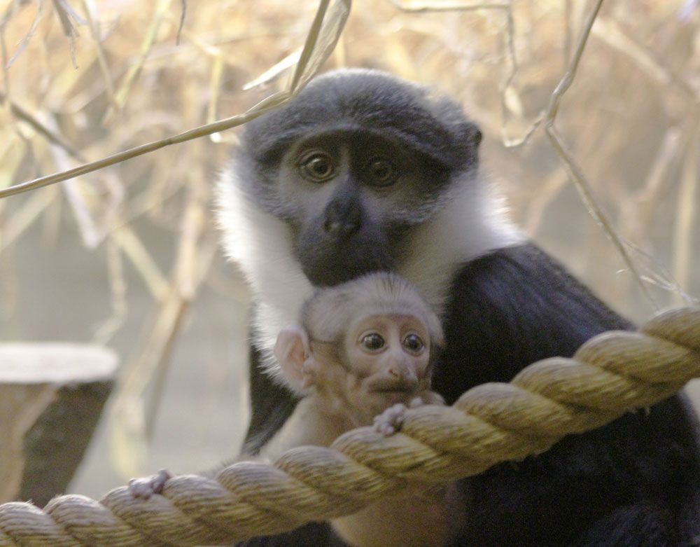 L&#039;Hoest&#039;s Monkey and Baby