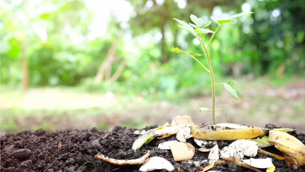 Banana peel on plants