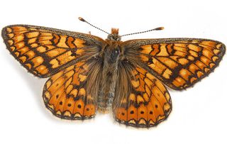 Marsh Fritillary butterfly