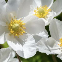 Snowdrop Anemone | Was $59.99, now 39.59 at Nature Hills
