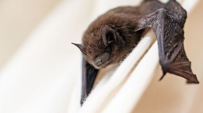  picture of a small bat hanging onto fabric inside a home