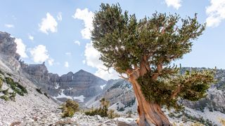 A gnarled pine tree and mountains in Great Basin National Park