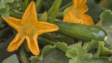 Zucchini and zucchini flower on a plant