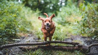 Dog jumping over fallen tree branch in forest