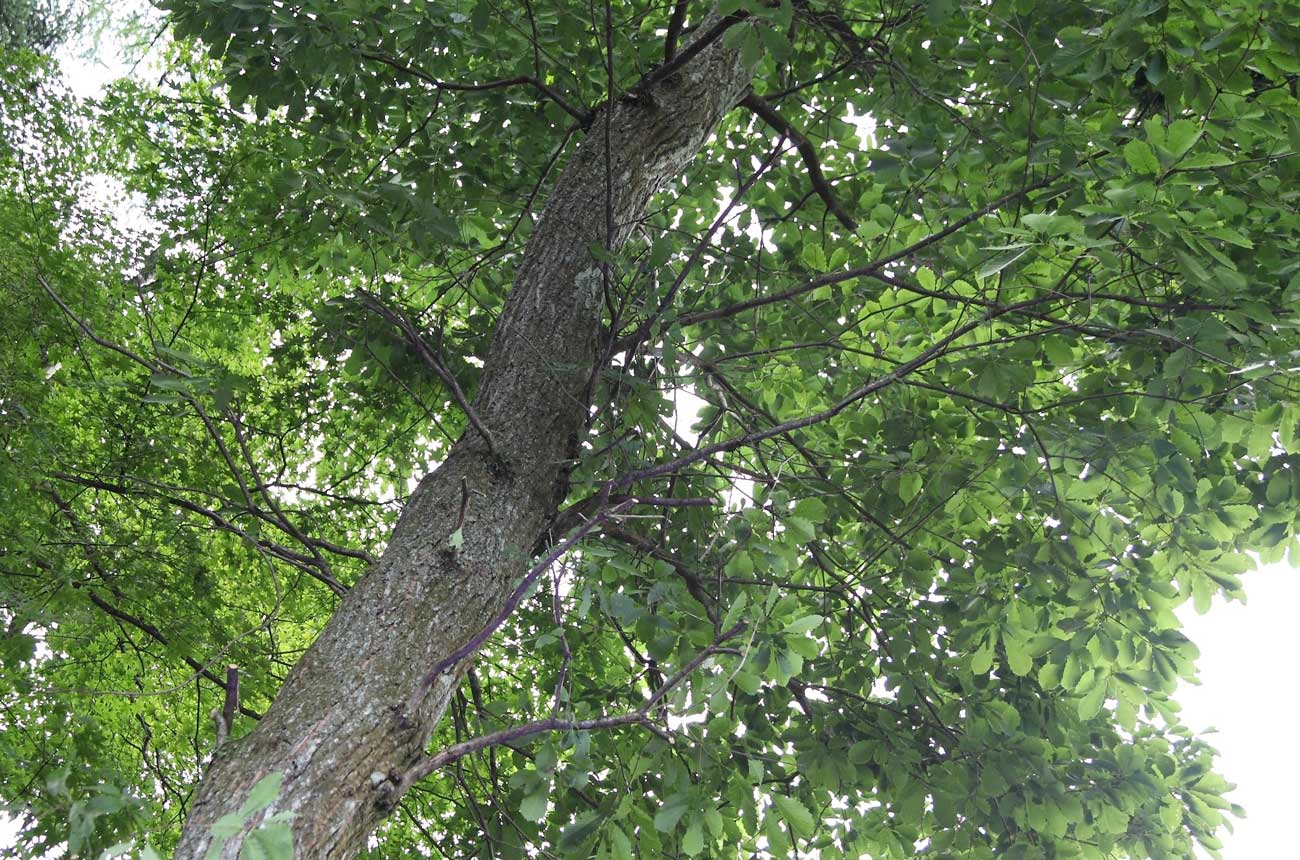 Leaves and branches of a mizunara oak tree