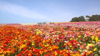 The flower fields at Carlsbad Ranch in California