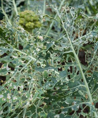damaged calabrese leaves that have been devoured by cabbage whites