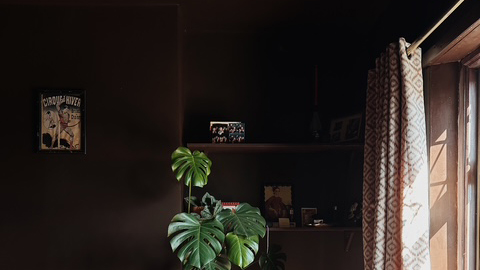 dark brown wall and ceiling with a monstera plant