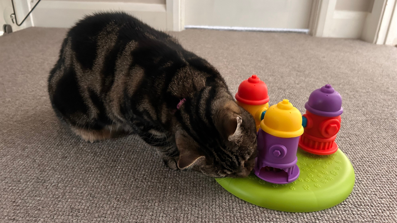 Nala playing with the Brighkins Spinning Hydrants Treat Puzzle, another great cat puzzle feeder